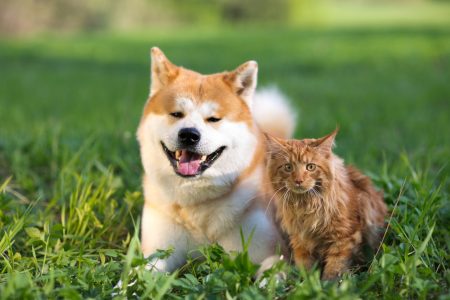 cats, dogs, pets, group, togetherness, isolate