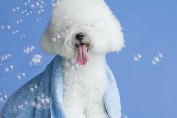 cute-dog-bichon-frise-flat-blue-background-bichon-frise-closeup-800x800
