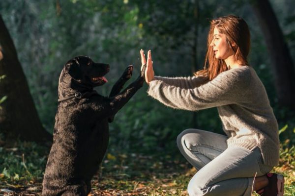 dog-giving-high-five-his-pet-owner-park-800x800