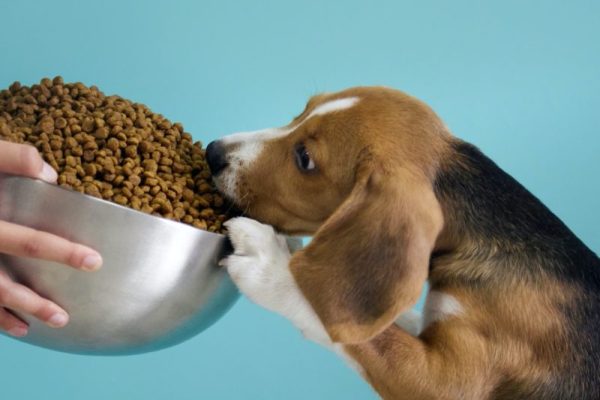 girl-gives-beagle-puppy-huge-steel-cup-full-dog-food-teal-background-800x800