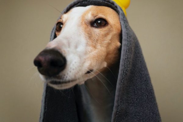 greyhound-dog-with-towel-after-bath-800x800
