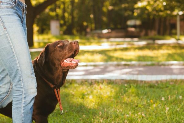 woman-with-her-dog-walking-grass-park-800x800